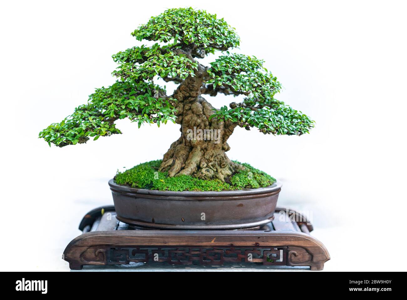 Bonsai tree isolated on white background in a pot plant with many ...