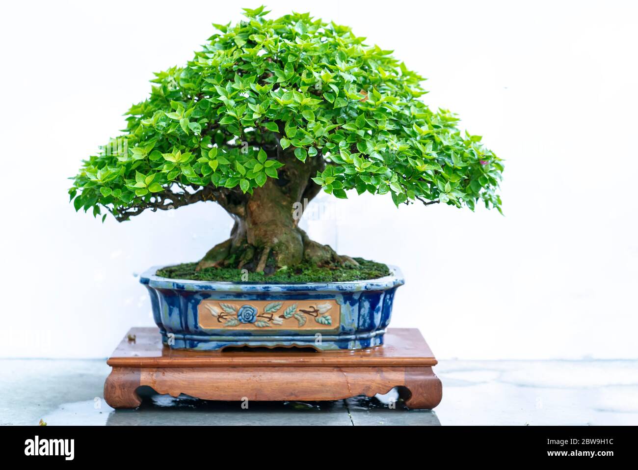 Bonsai tree isolated on white background in a pot plant with many ...