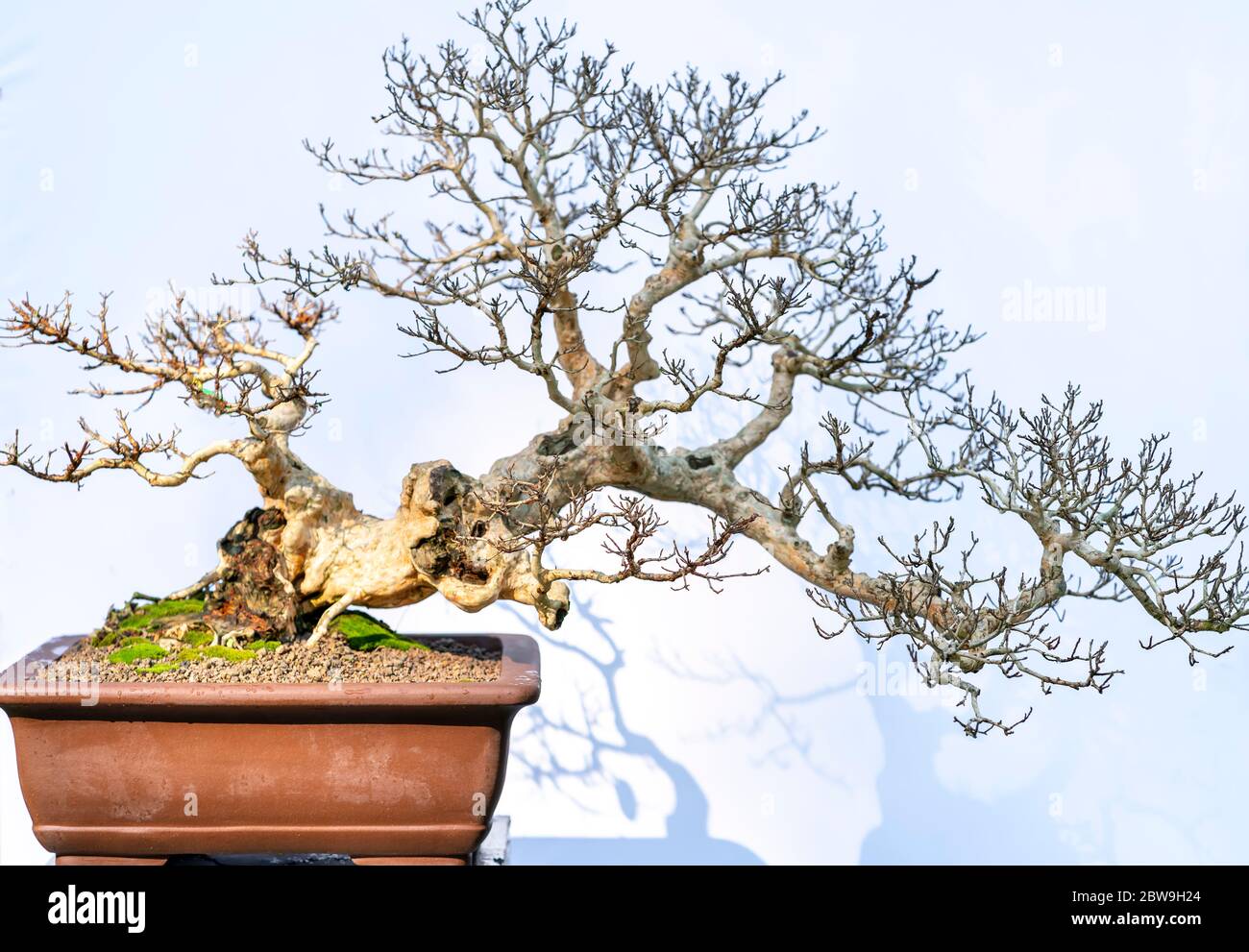 Bonsai tree isolated on white background in a pot plant with many ...