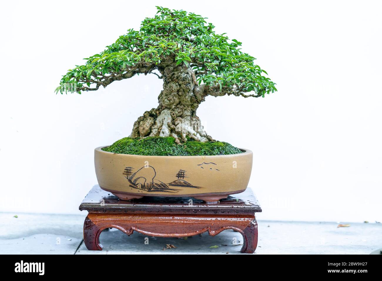 Bonsai tree isolated on white background in a pot plant with many ...