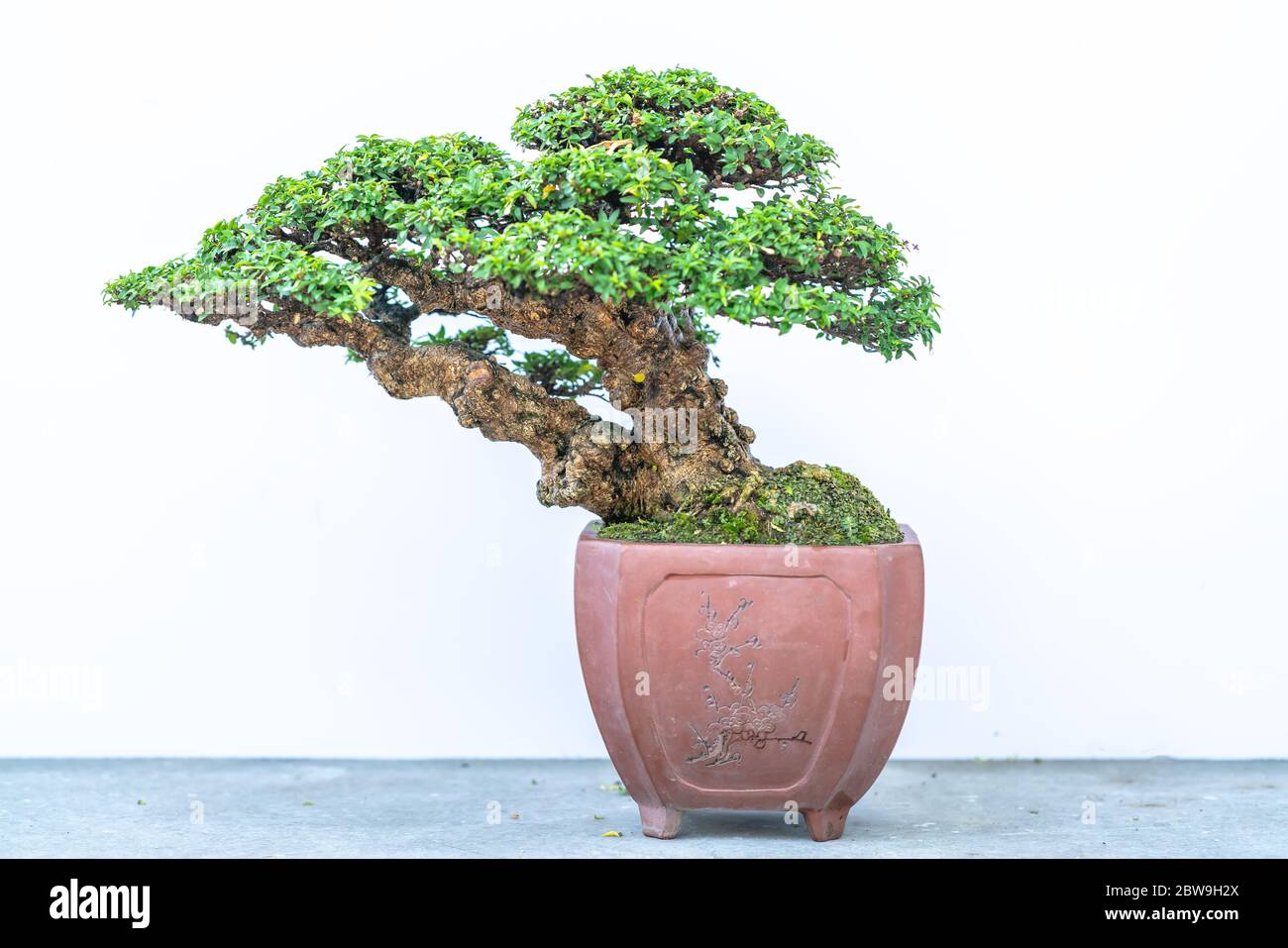 Bonsai tree isolated on white background in a pot plant with many