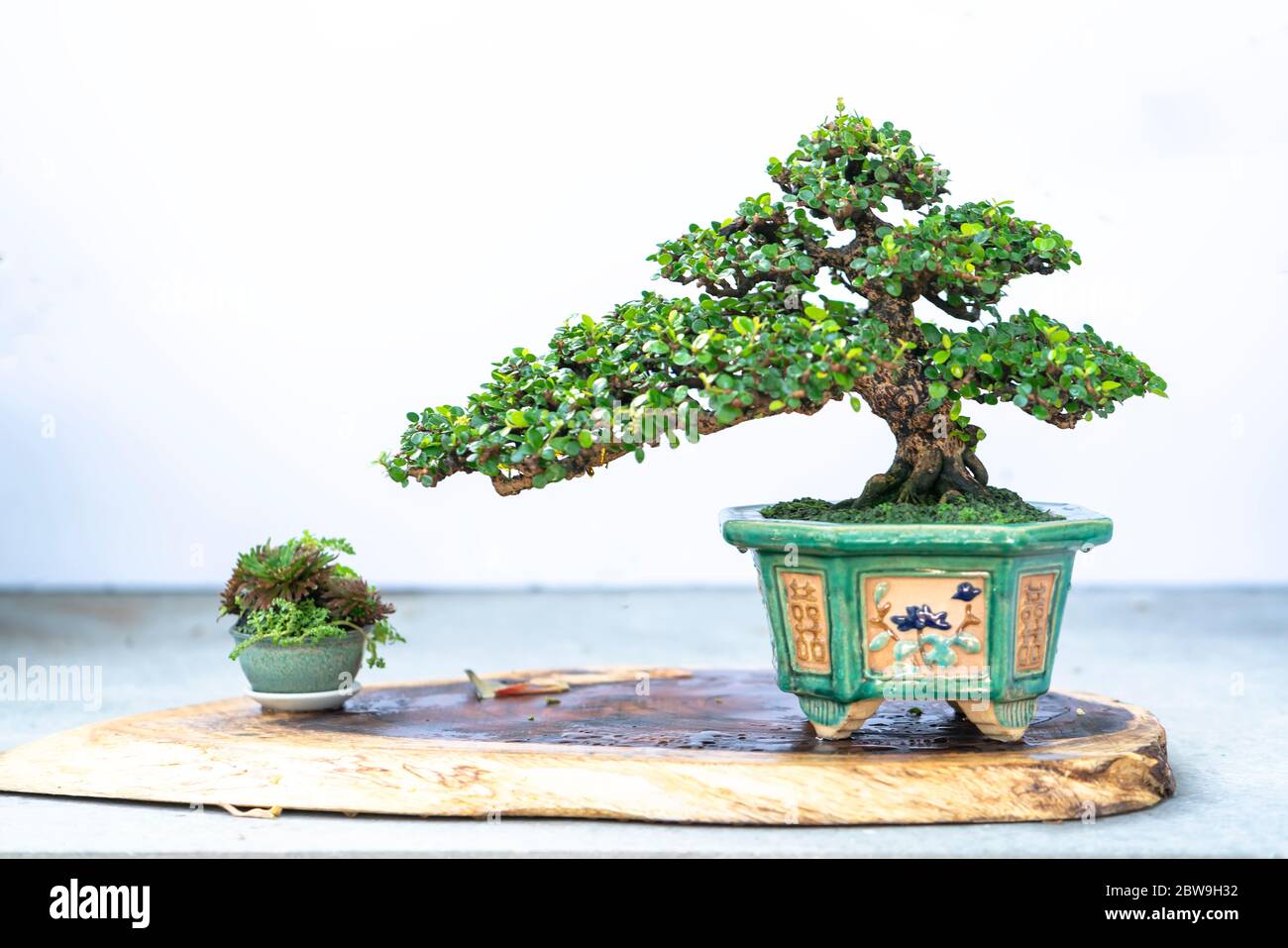 Bonsai tree isolated on white background in a pot plant with many ...