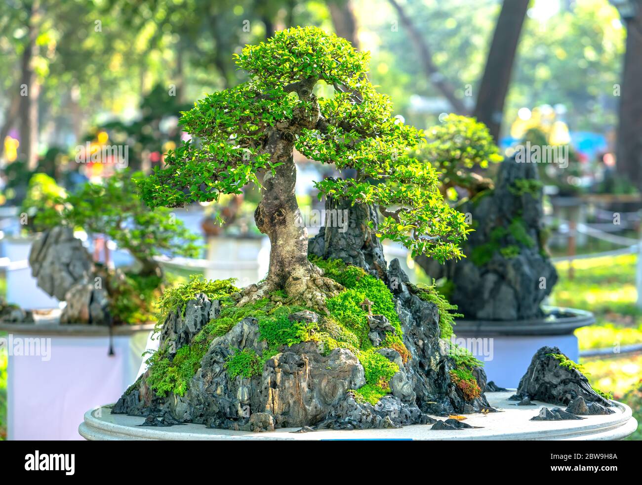 Bonsai And Penjing With Miniature In A Tray Like To Say In Human Life Must Be Strong Rise Patience Overcome All Challenges To Live Good And Useful To Stock Photo Alamy