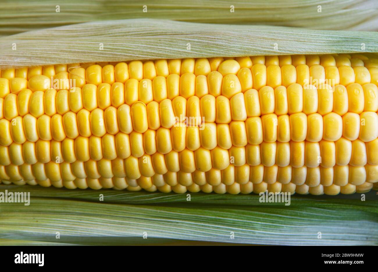 Fresh picked corn on the cob, close up Stock Photo