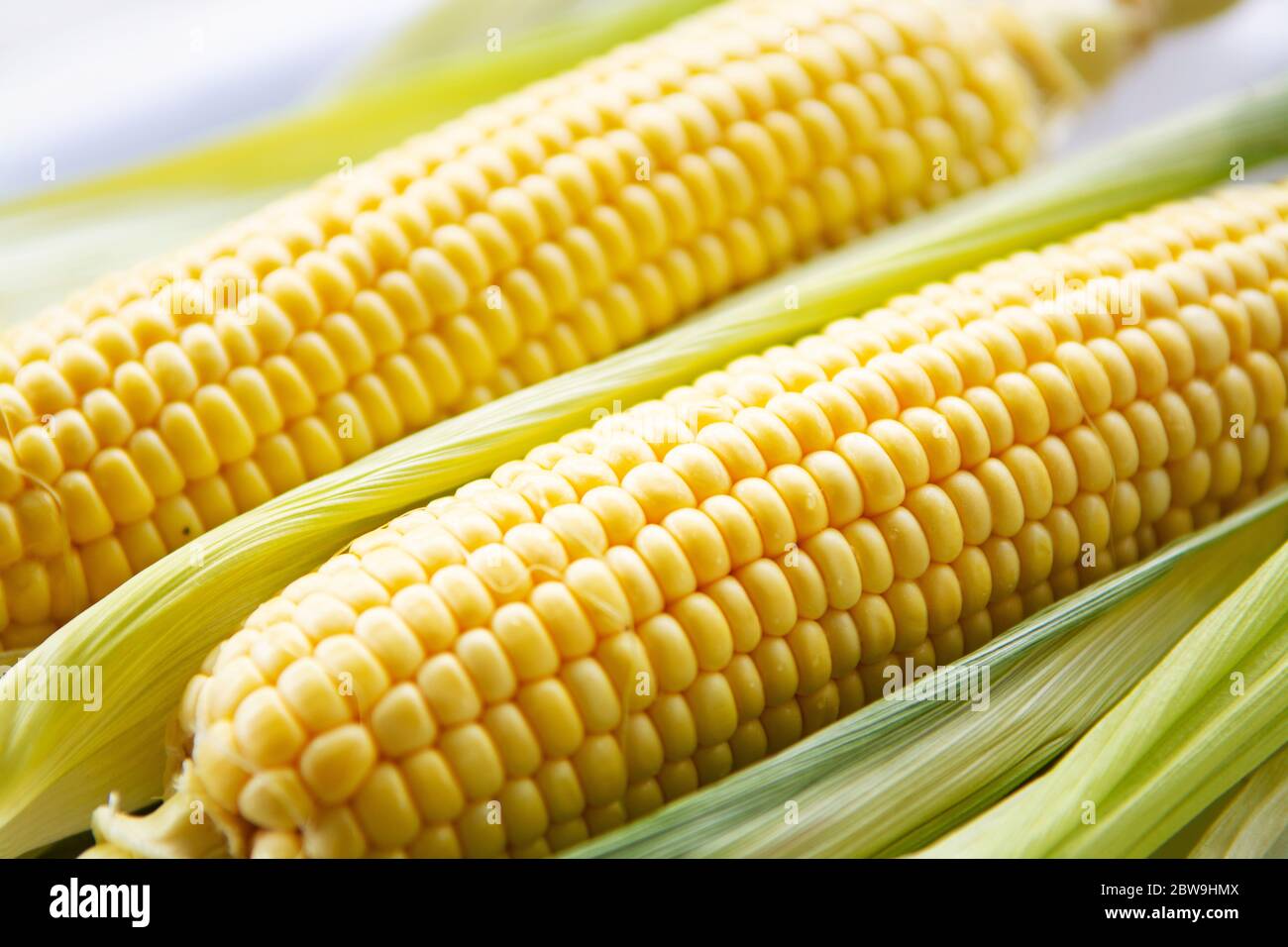 Fresh picked corn on the cob, close up Stock Photo