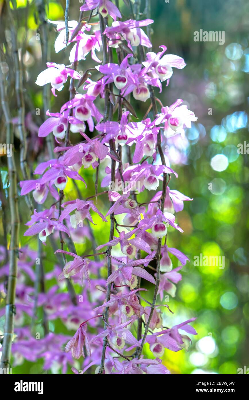 Dendrobium Aphyllum orchids flowers bloom in spring adorn the beauty of nature, a rare wild orchid decorated in tropical gardens Stock Photo