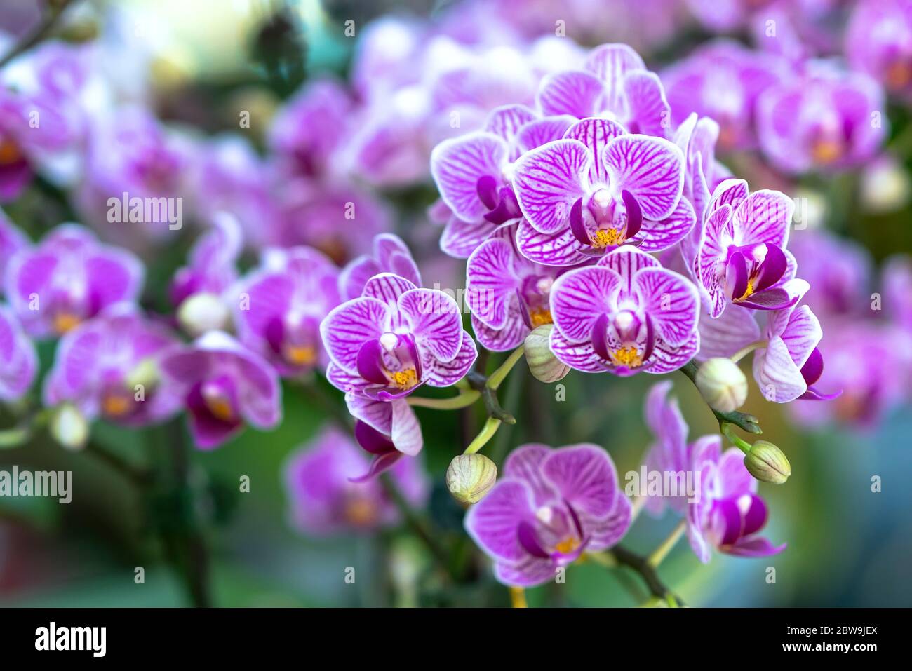 Phalaenopsis orchids flowers bloom in spring adorn the beauty of nature
