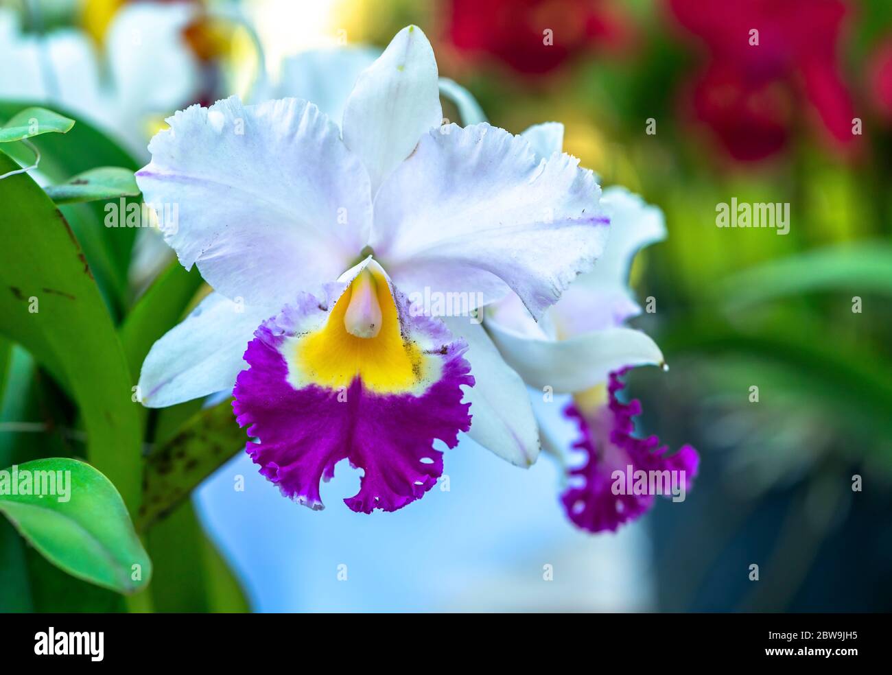 Cattleya Labiata flowers bloom in the spring sunshine, a rare forest orchid decorated in tropical gardens Stock Photo
