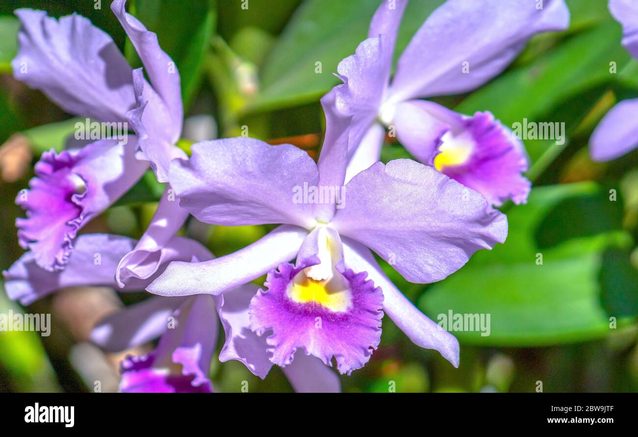 Cattleya Labiata flowers bloom in the spring sunshine, a rare forest orchid decorated in tropical gardens Stock Photo
