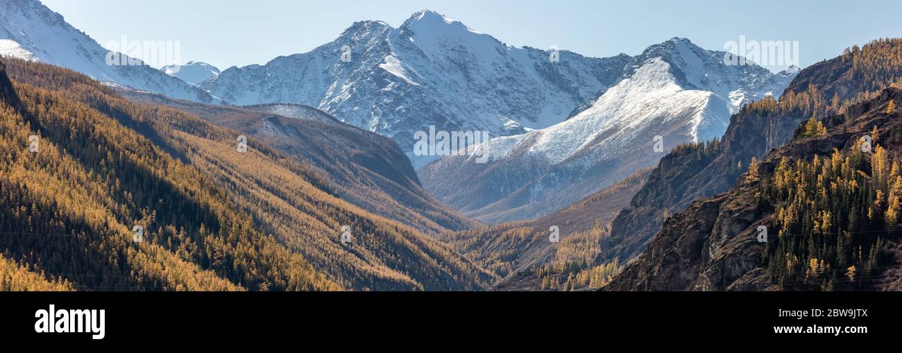 Beautiful panorama with a valley full of golden trees in the foreground and white snowy mountains in the background. Altai mountains. Stock Photo