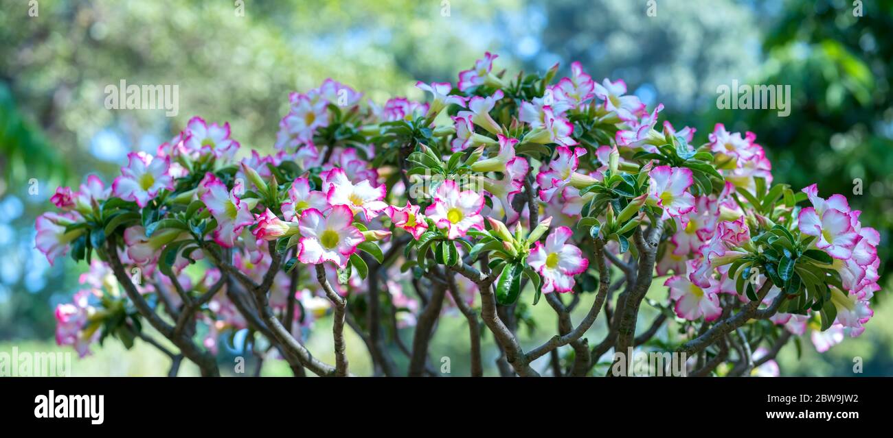 Tropical frangipani bonsai tree flowers blooming in the garden flavor shine when spring comes Stock Photo