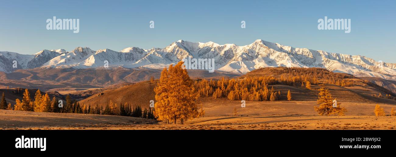 Beautiful panorama with valley full of golden trees in the foreground and white snowy mountains in the background. Sunrise. Golden hour. Stock Photo