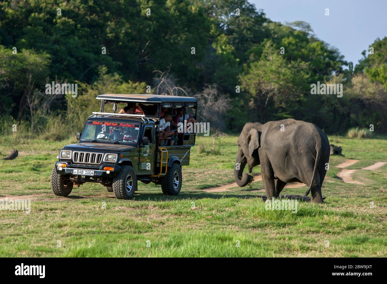 An elephant grazes next to a tourist safari jeep within Minneriya National Park in central Sri Lanka in the afternoon. Stock Photo