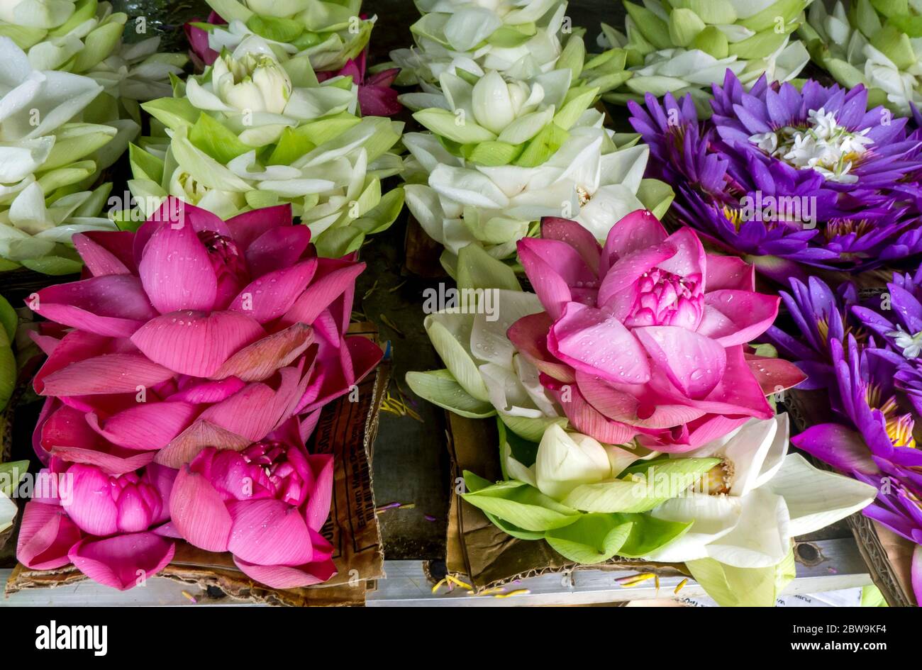 Lotus flowers for sale outside the Temple of the Sacred Tooth Relic