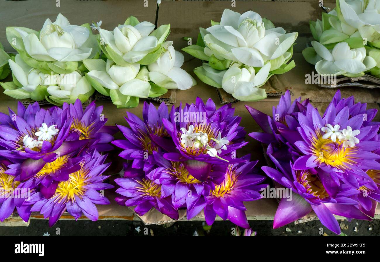 Lotus flowers for sale outside the Temple of the Sacred Tooth Relic
