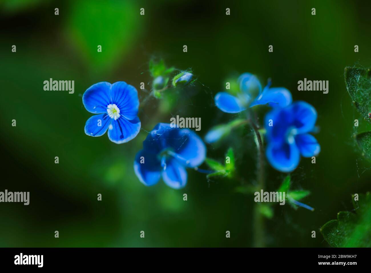 wood Forget-me-nots Stock Photo