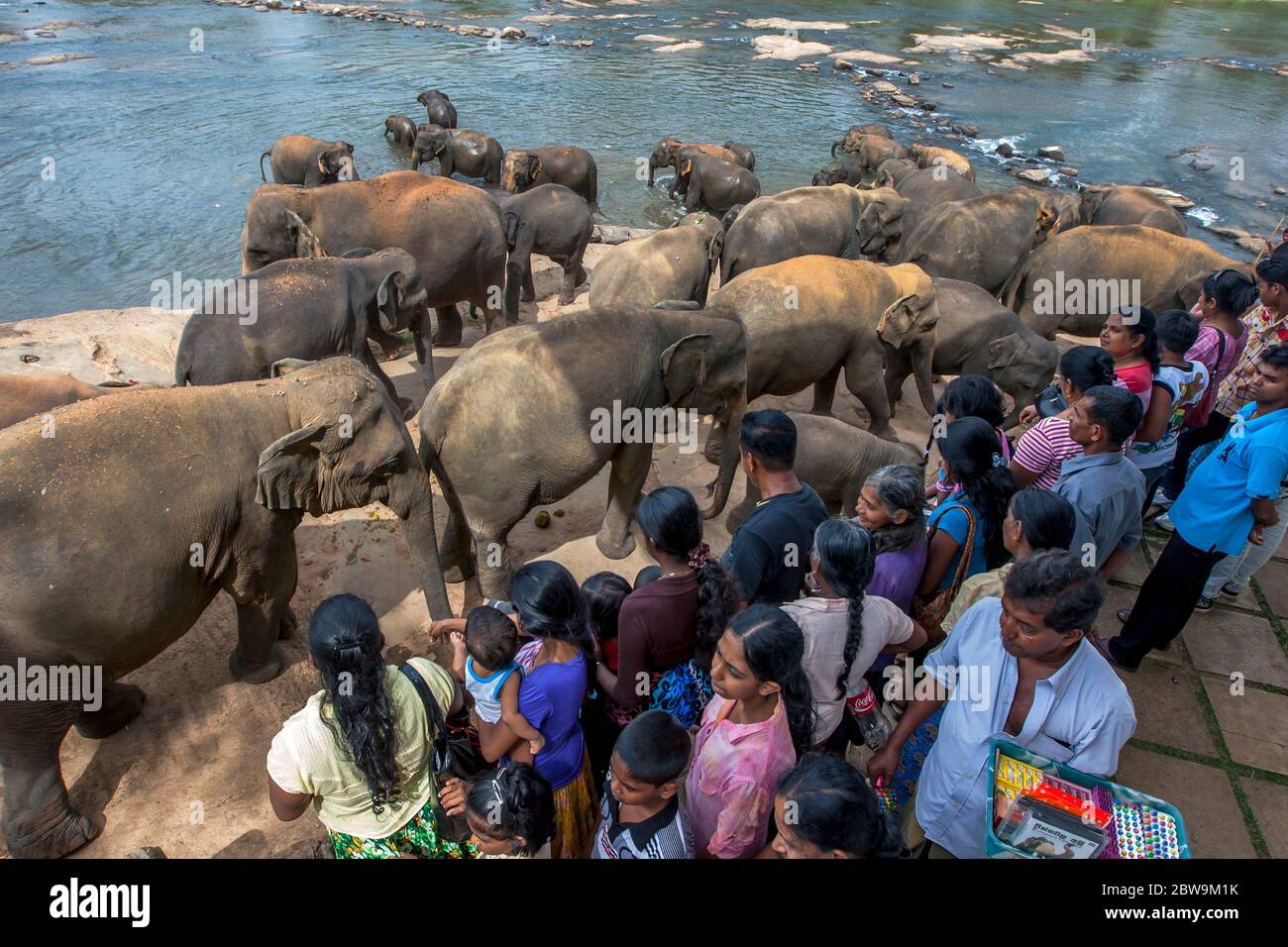 Elephants from the Pinnawala Elephant Orphanage head past tourists towards the Maha Oya River in Sri Lanka where they bathe twice daily. Stock Photo