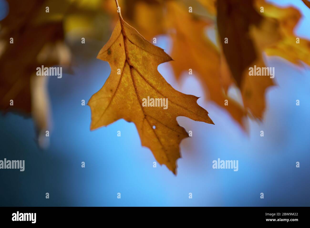Oak leaves an branch hi-res stock photography and images - Alamy