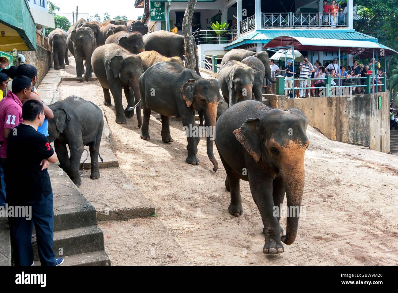 Elephants from the Pinnawala Elephant Orphanage head past tourists towards the Maha Oya River in central Sri Lanka where they bathe twice daily. Stock Photo