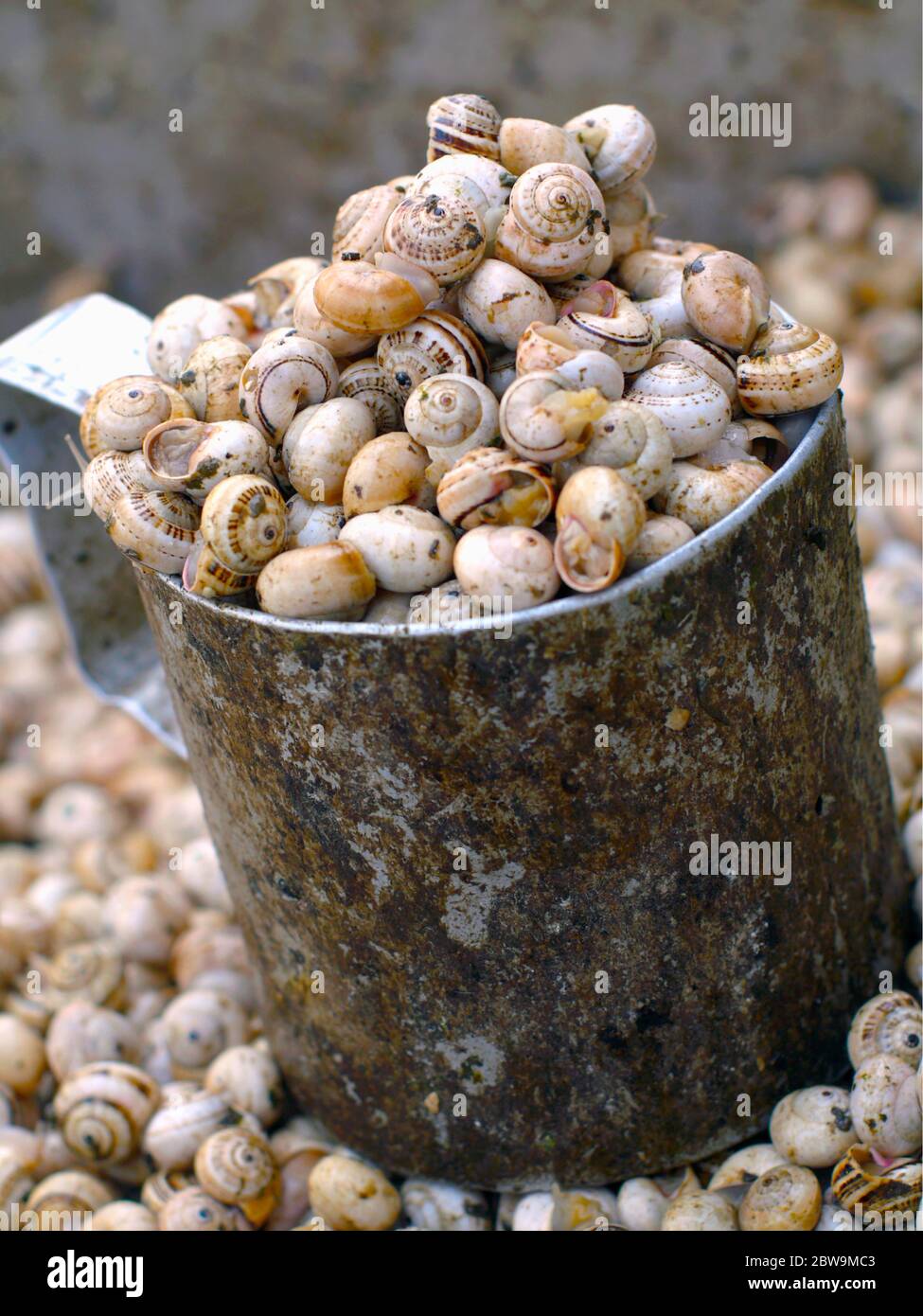 Edible snails in bucket for sale Stock Photo Alamy