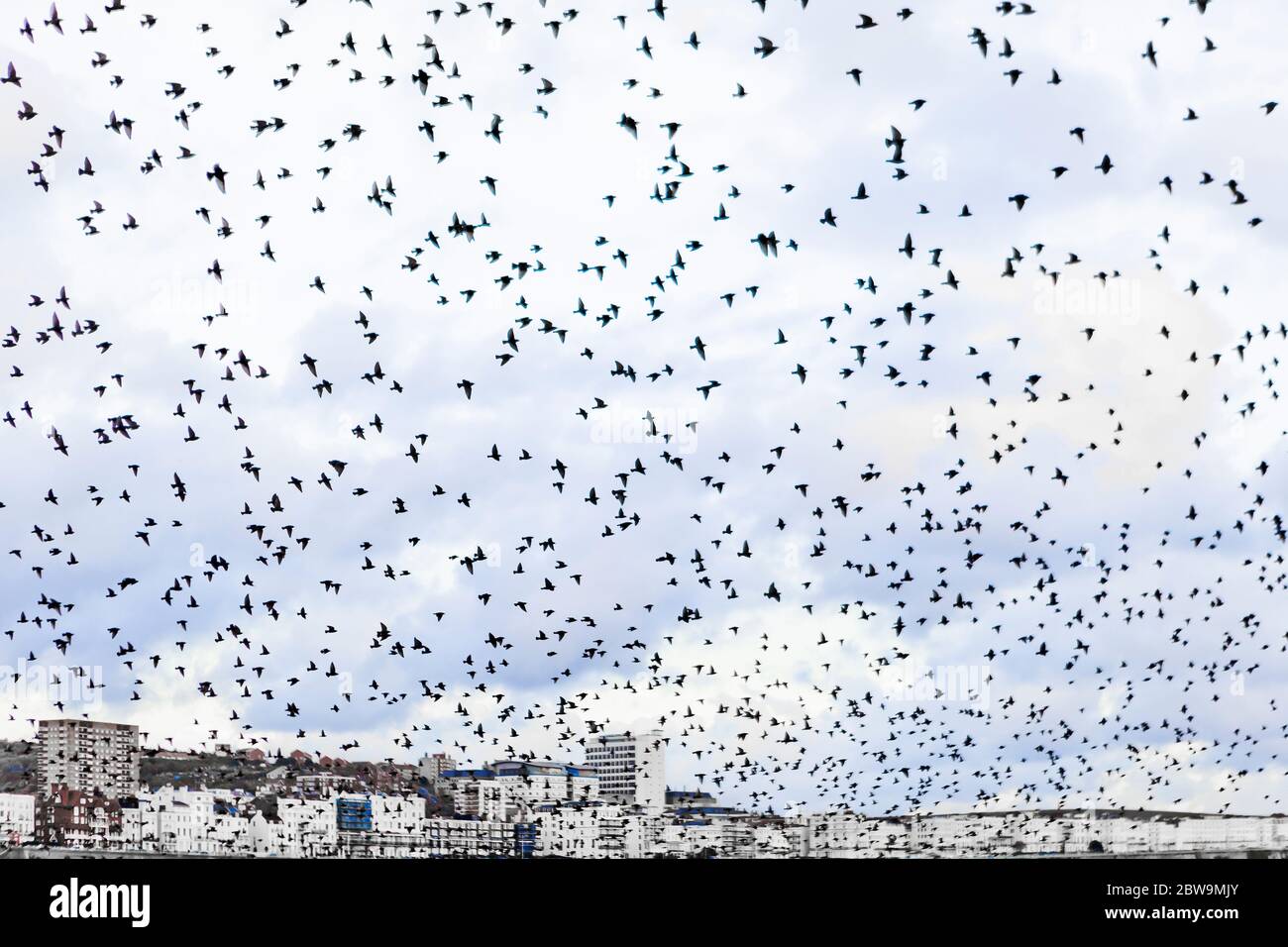 Flock of seagulls at seaside Stock Photo