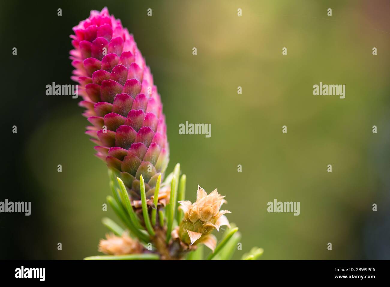 Close-up of one sruce female cone on the branch. Strobili. Stock Photo
