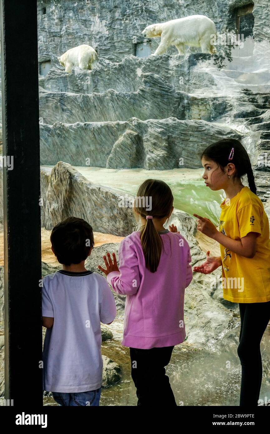 People, visitors, children look at polar bears in the Prague Zoo, good event for a day trip for family with children Stock Photo