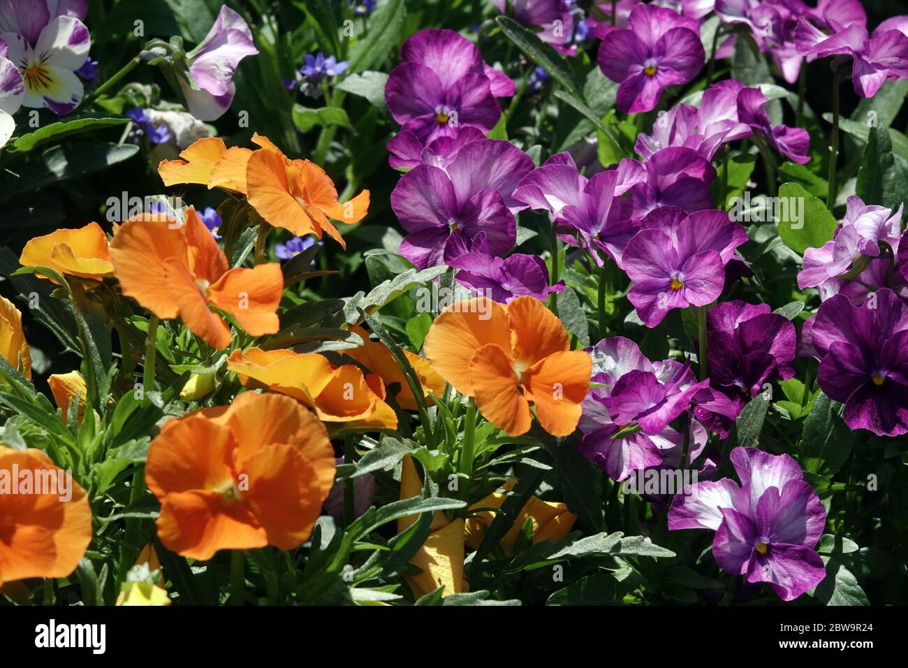 Pansies and violets, Violas in garden flower bed Orange pansies Stock Photo