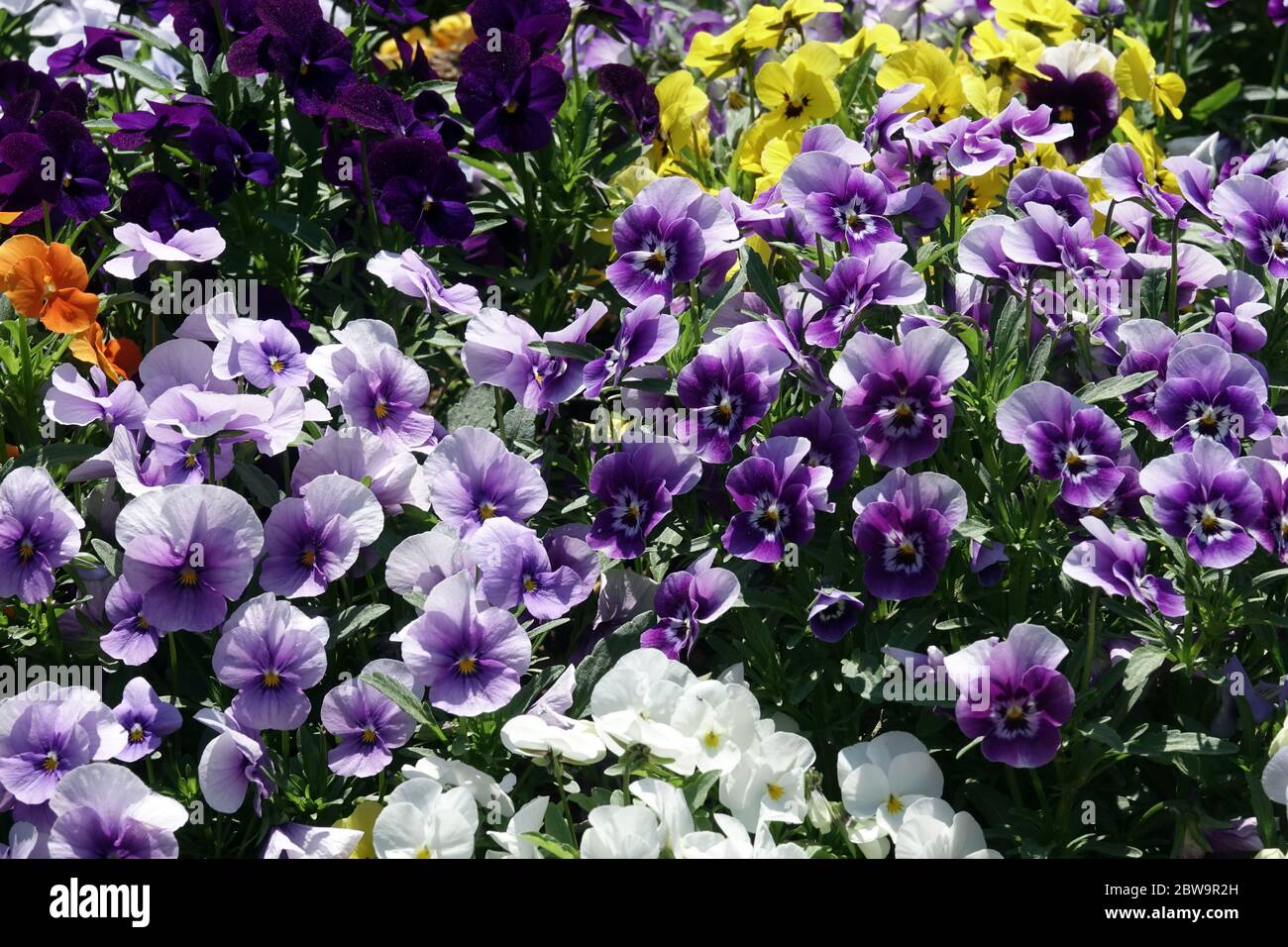 Pansies and violets hires stock photography and images Alamy
