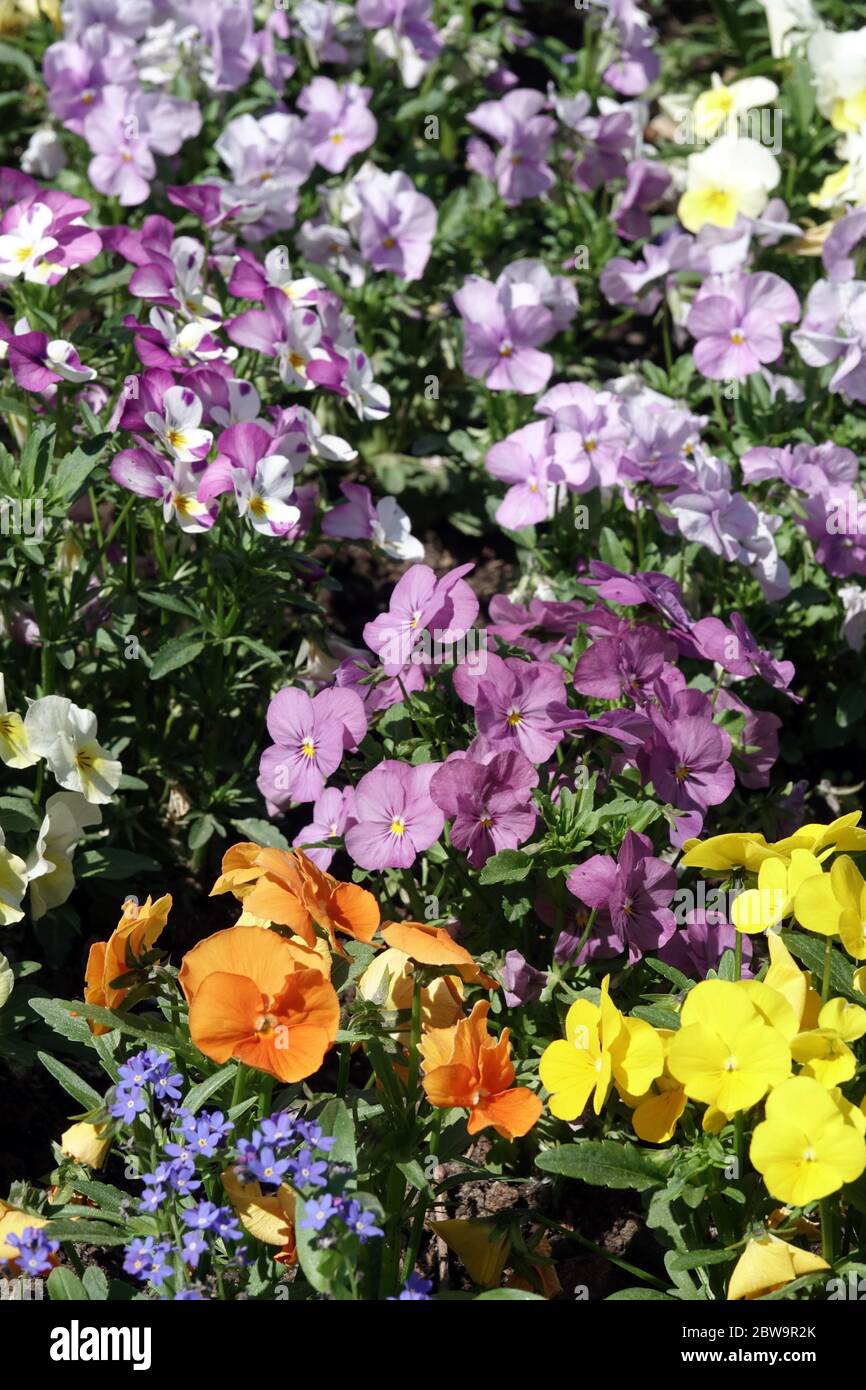 Pansies and violets, Violas in garden flower bed Stock Photo