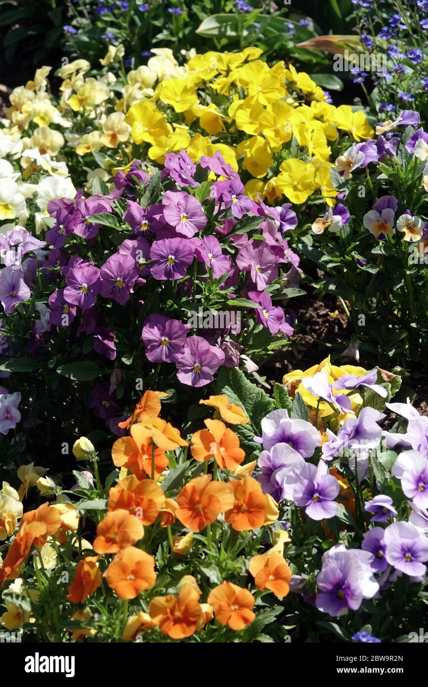 Pansies and violets, Violas in garden flower bed, bedding plants Stock Photo