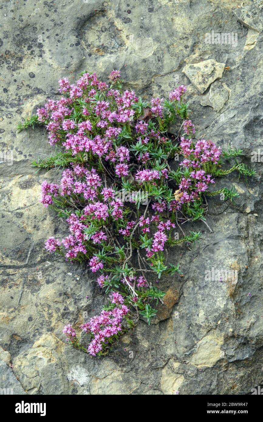 Thymus grows on rock Stock Photo