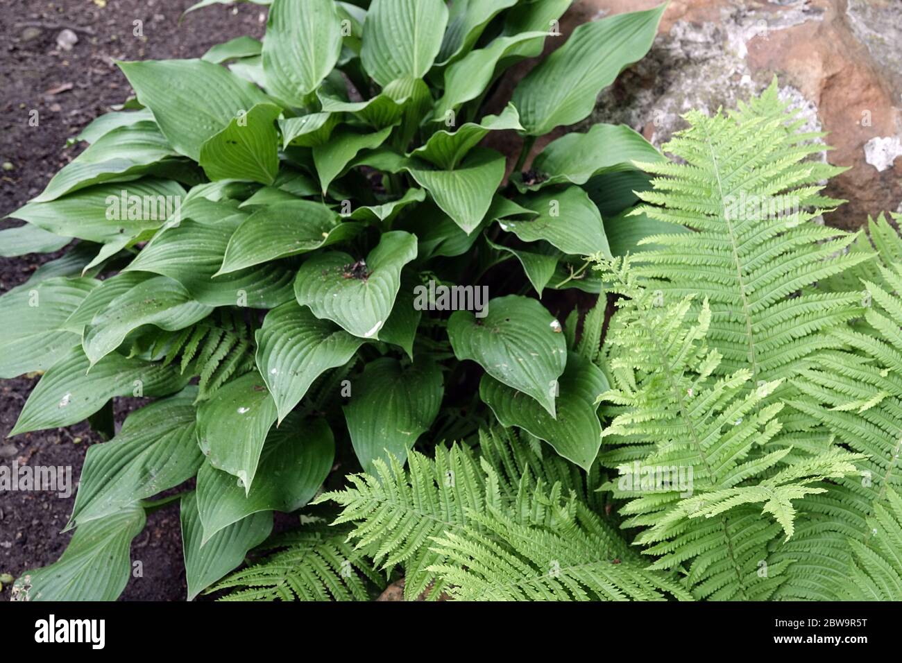 Hostas and ferns hi-res stock photography and images - Alamy