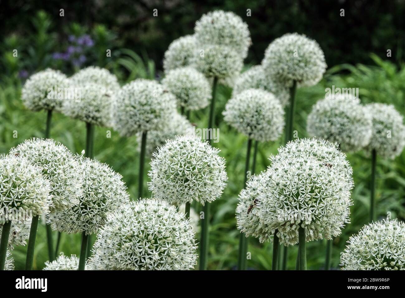 Flower of onion hires stock photography and images Alamy