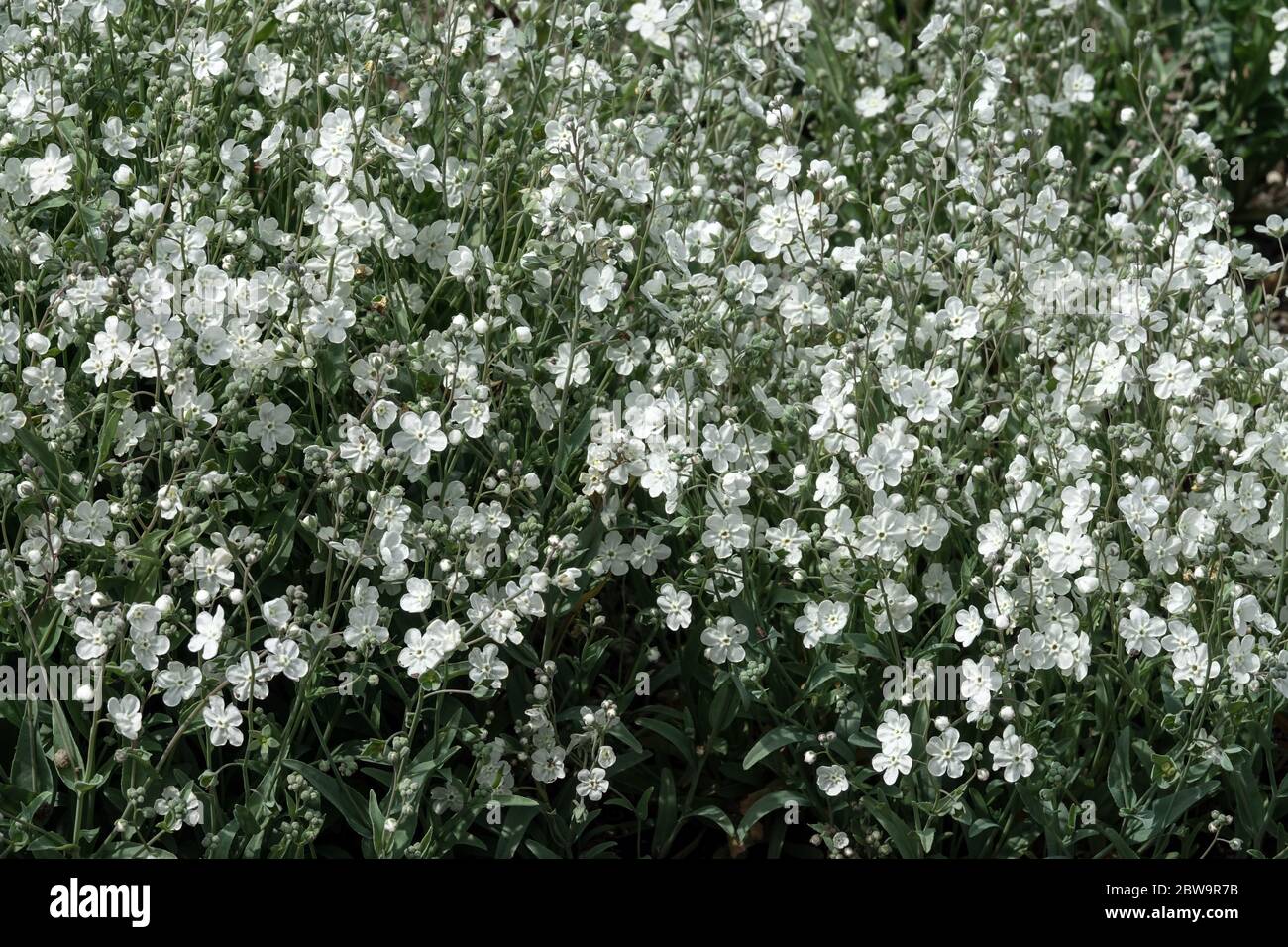 Venus Navelwort Iberodes linifolia Stock Photo