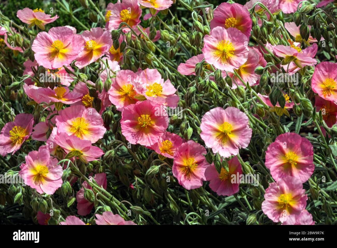 Rock Rose Helianthemum nummularium 'Rhodanthe Carneum' Stock Photo