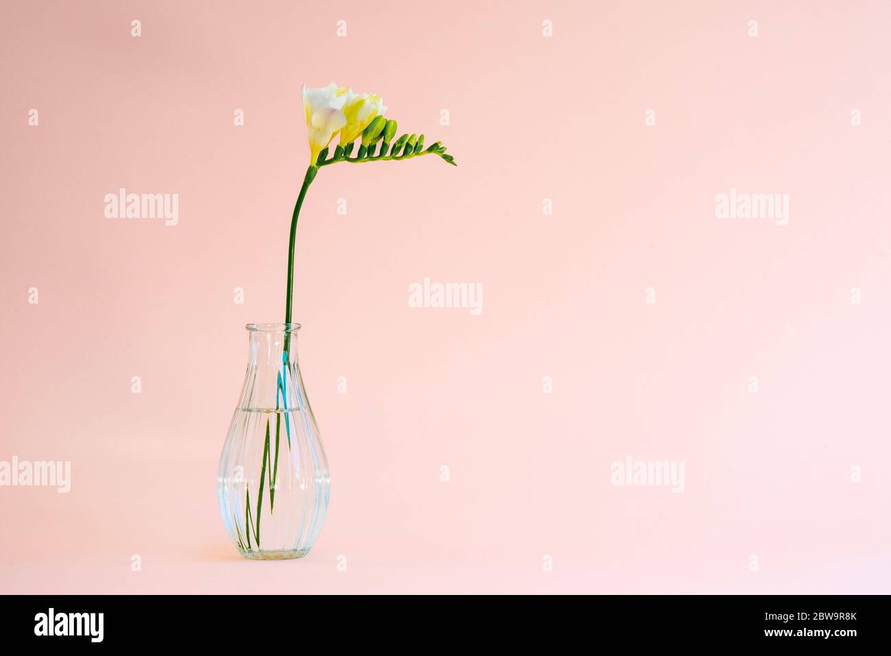 Single white freesia flower head  in a small transparent glass vase set on on a pink background using mostly natural light Stock Photo