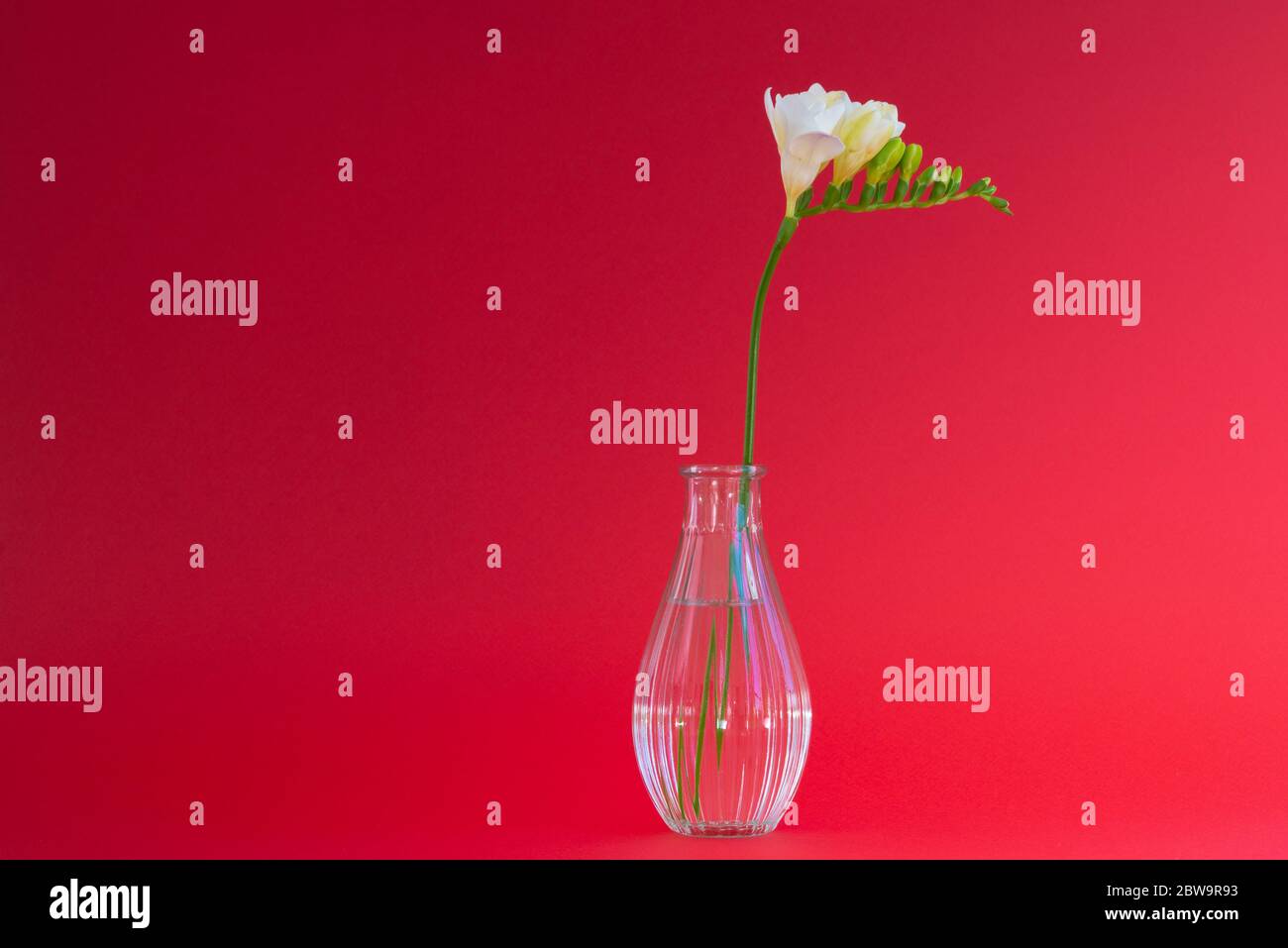 Single white freesia flower head  in a small transparent glass vase set on on a red background using mostly natural light Stock Photo