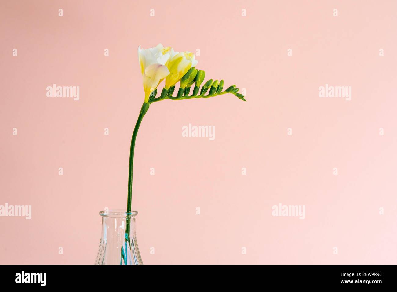 Close-up of single white freesia flower head  in a small transparent glass vase set on on a pink background using mostly natural light Stock Photo