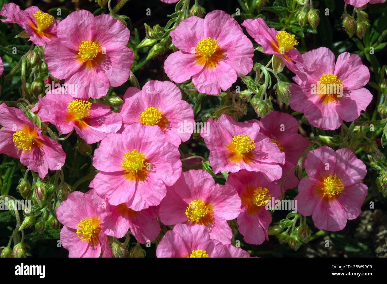 Rock Rose Helianthemum 'Lawrenson's Pink' Stock Photo Alamy