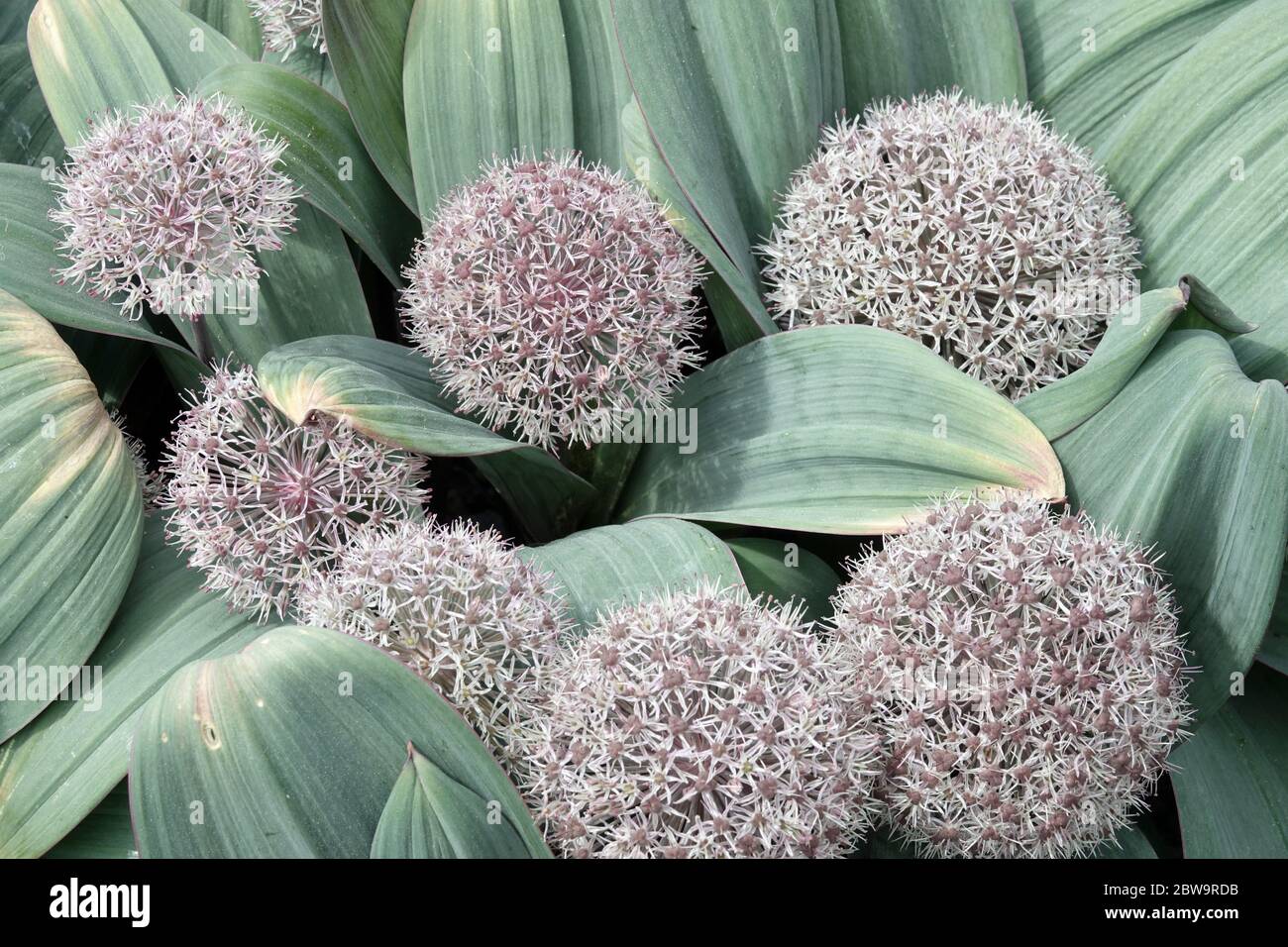 Turkestan Onion Allium karataviense Stock Photo