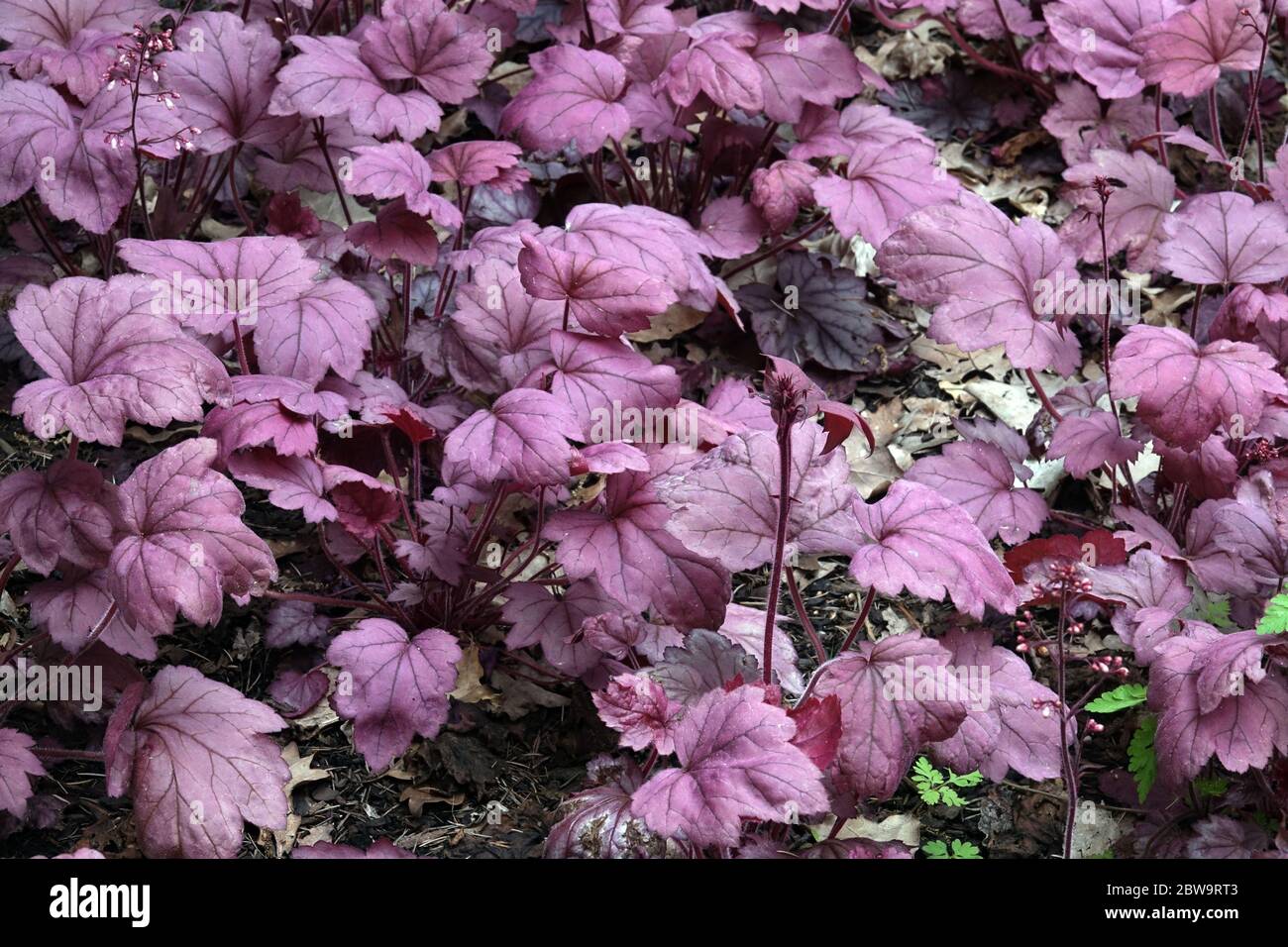 Garden Foliage Heuchera 'Georgia Plum' Heuchera Leaves Decorative Plant Growing Shade Part of Garden Heucherelas Dark Purple Hardy Leaves Stock Photo