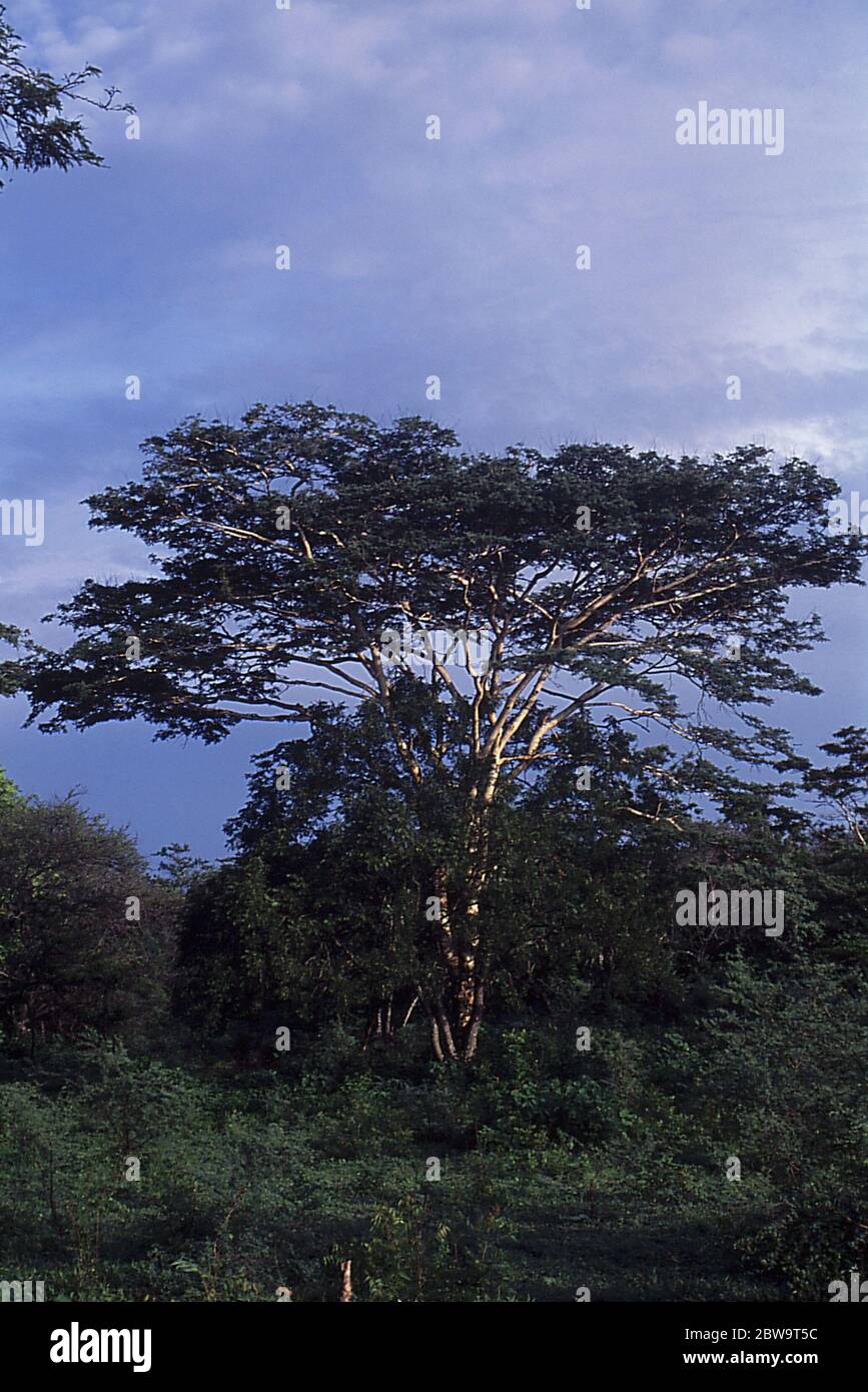 White-bark acacia tree (Acacia leucophloea) on a shrubland close to Bekol savanna in Baluran National Park, East Java, Indonesia. Stock Photo