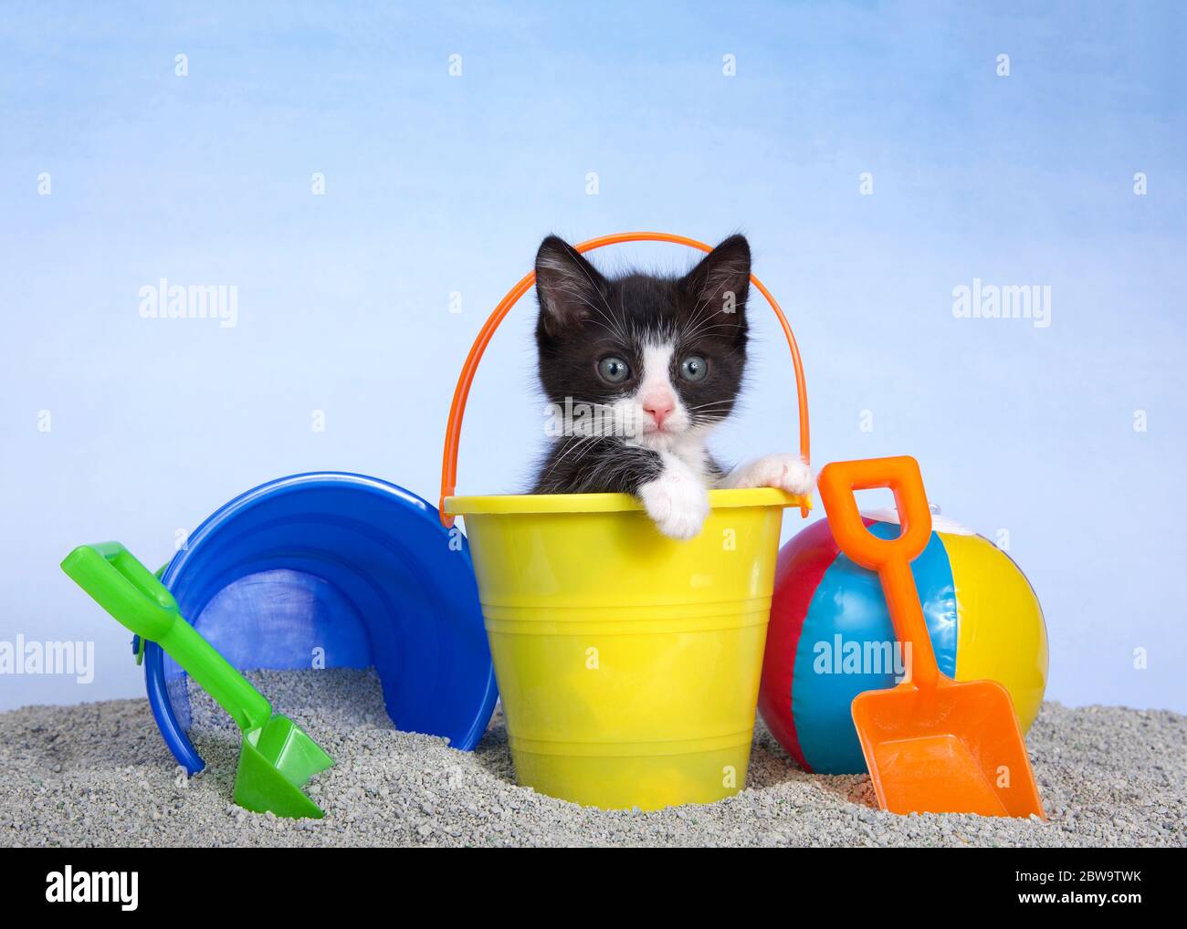 Tuxedo kitten in a yellow sand bucket with shovels and beach ball, blue