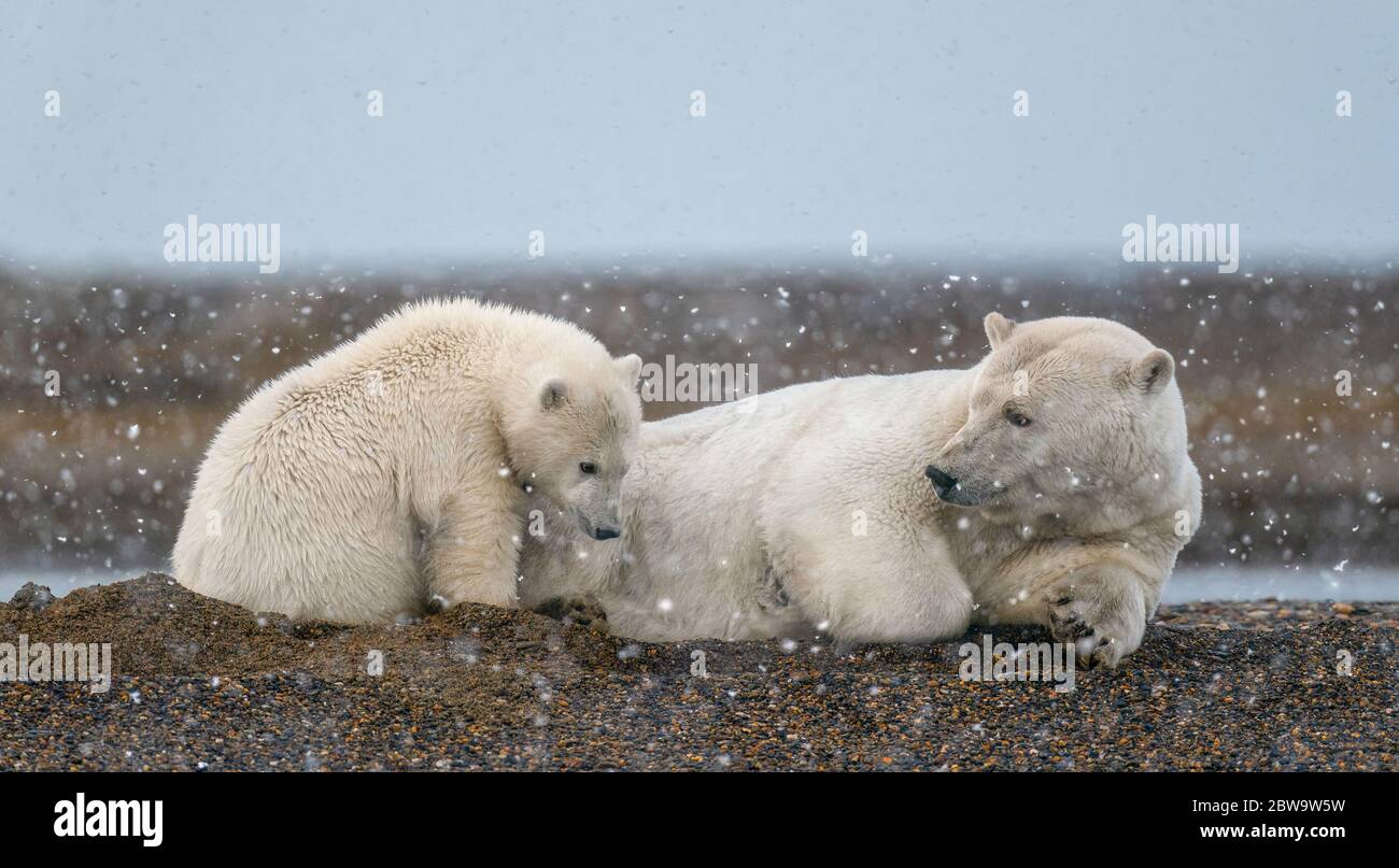 A selective shot of a mother polar bear taking care of its cub under snow in Kaktovik, Alaska Stock Photo
