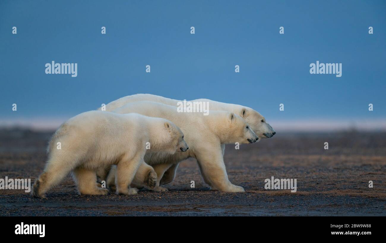 Cute polar bears hi-res stock photography and images - Alamy