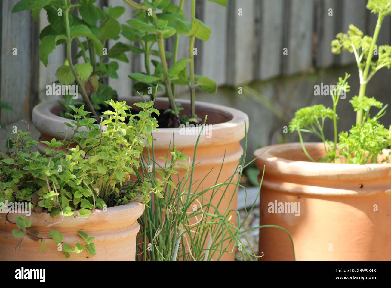 Herb garden in terracotta pots in English garden in summer Stock Photo