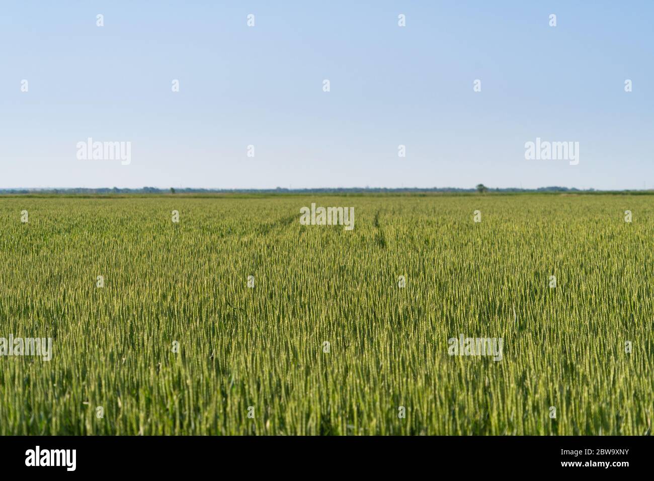 Big field of wheat hi-res stock photography and images - Alamy