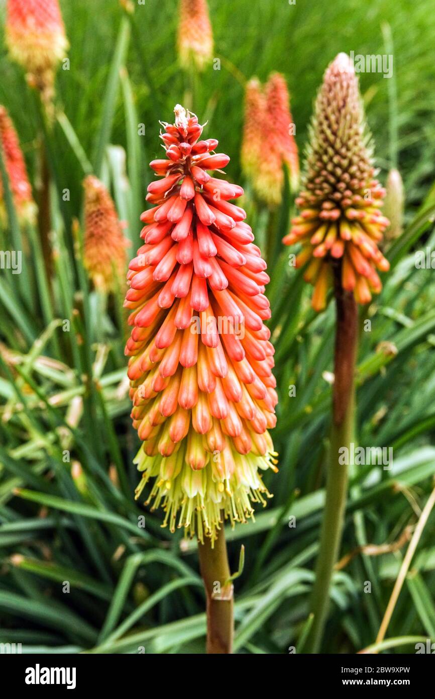 Red hot poker, Torch lily, Kniphofia spikes Stock Photo