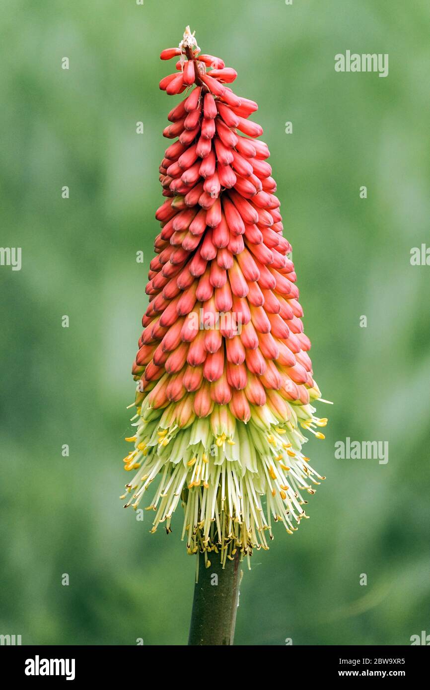 Red hot poker, Torch lily, Kniphofia spike Stock Photo